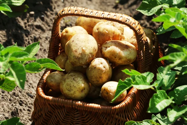 New potatoes in wicker basket over potato plantation — Stock Photo, Image