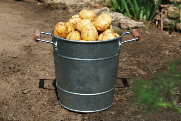 Młode ziemniaki w metalowe wiadro w ogrodzie — Zdjęcie stockowe