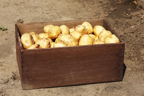 Papas nuevas en caja de madera sobre fondo de hierba verde —  Fotos de Stock