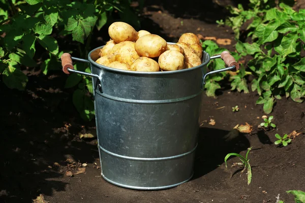 Nieuwe aardappelen in metalen emmer in tuin — Stockfoto