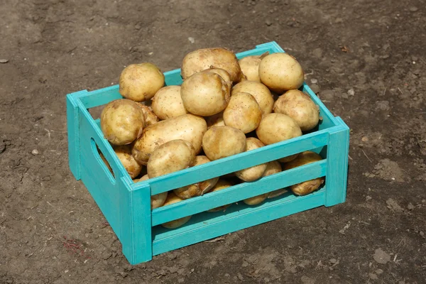 Młode ziemniaki w drewnianej skrzyni na tle gleby — Zdjęcie stockowe