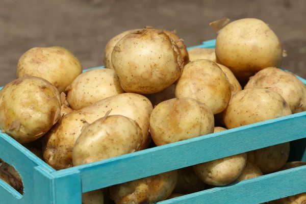 Batatas novas em caixa de madeira, close-up — Fotografia de Stock