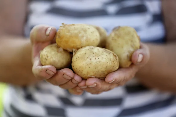 Самка горстка нового картофеля в саду — стоковое фото