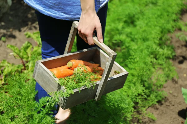 Manos femeninas con cesta de madera de zanahorias frescas nuevas en el jardín — Foto de Stock