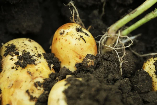 Coltivazione di patate novelle sullo sfondo del suolo — Foto Stock