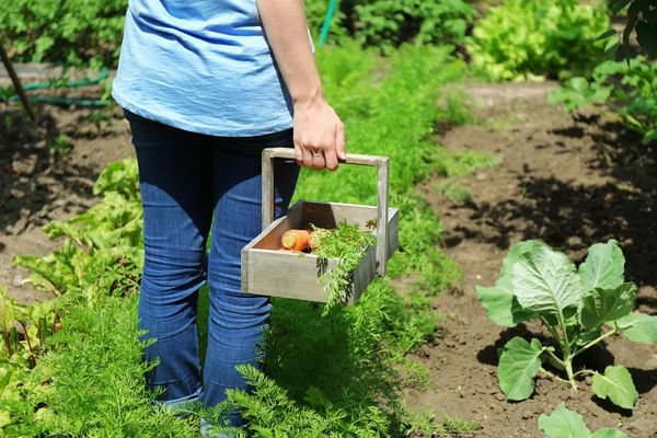 Mãos femininas com cesta de madeira de cenouras frescas novas no jardim — Fotografia de Stock