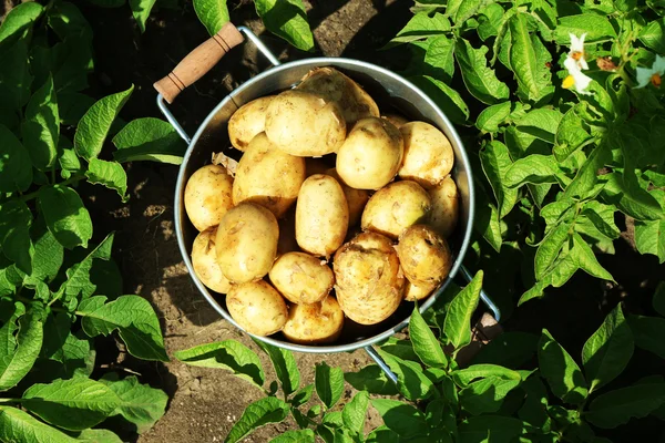 Nieuwe aardappelen in metalen emmer over aardappel plantage — Stockfoto