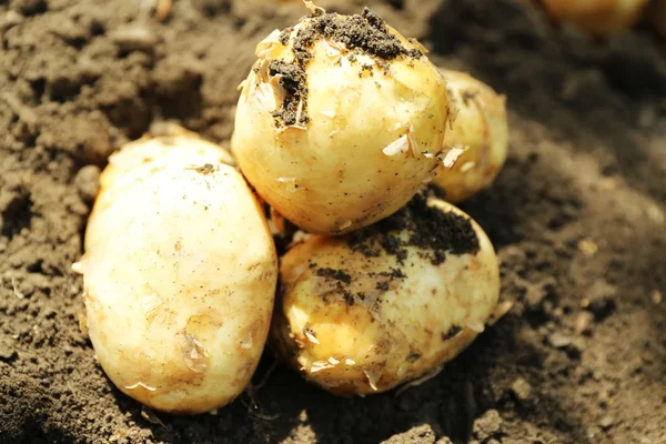 Урожай нової картоплі в грунті, крупним планом — стокове фото