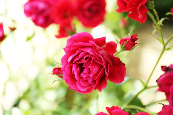 Hermosas rosas rojas en el jardín — Foto de Stock