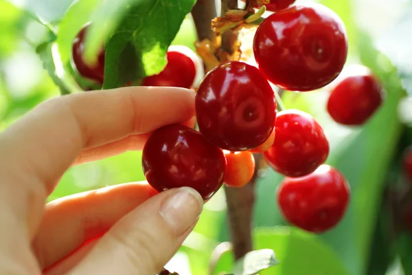Female hand picking cherries from branch in garden — Stock Photo, Image