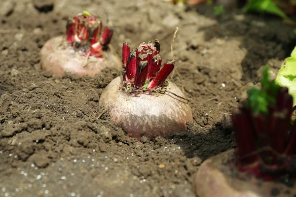 Nuova barbabietola fresca che cresce in giardino — Foto Stock