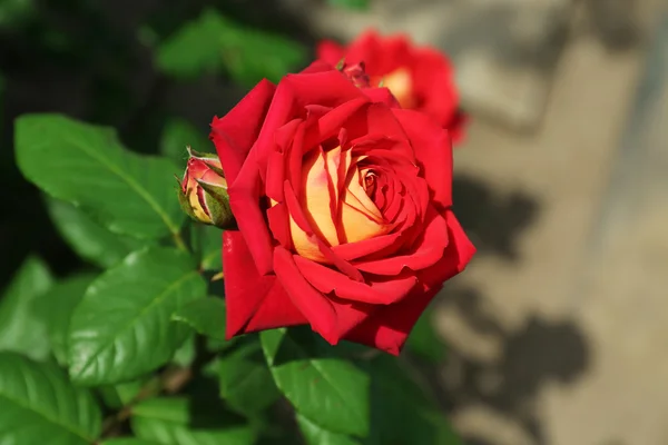 Belles roses rouges maison dans le jardin — Photo