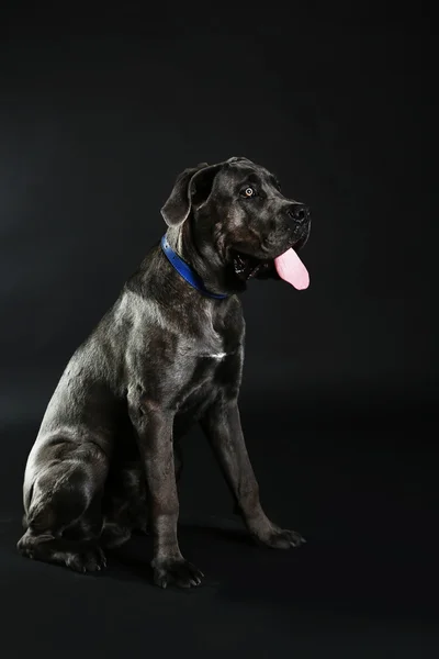 Cane corso italiano cão no fundo preto — Fotografia de Stock