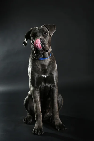 Cane corso italiano cão no fundo preto — Fotografia de Stock