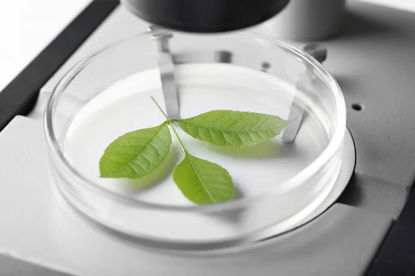 Зелений лист в мікроскопі крупним планом — стокове фото