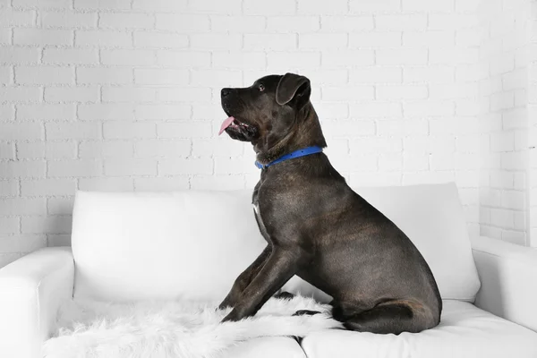 Cane corso italiano perro sentado en el sofá en casa —  Fotos de Stock