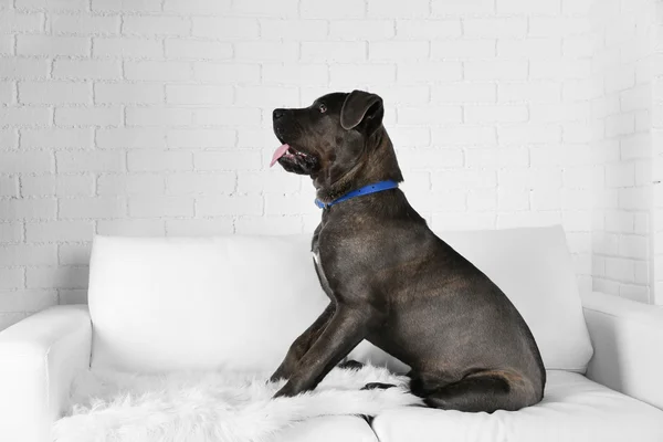 Anjing Italia Cane corso duduk di sofa di rumah — Stok Foto