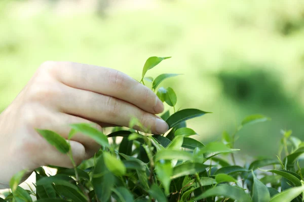 Mano arrancando la hoja de té, al aire libre — Foto de Stock