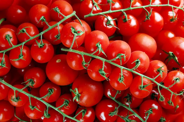 Pile de tomates cerises en gros plan — Photo
