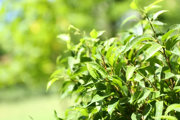 Arbusto de té verde con hojas frescas, al aire libre —  Fotos de Stock