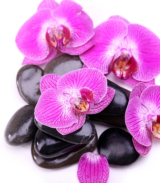 Violette Orchidee und Zen-Steine isoliert auf weiß — Stockfoto