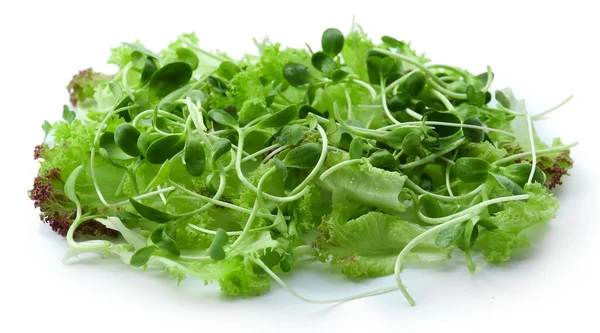 Salada verde mista fresca — Fotografia de Stock