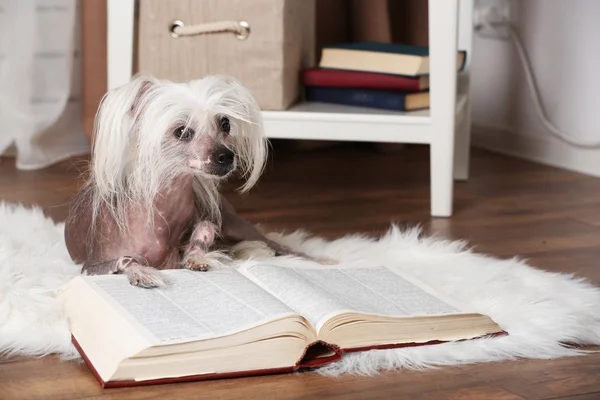 Hairless Chinese crested dog with book in room — Stock Photo, Image
