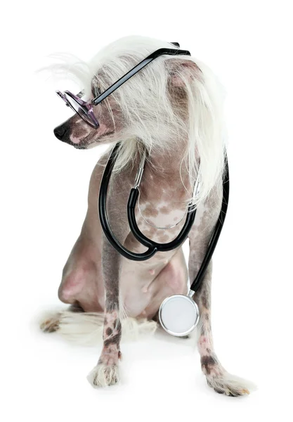 Perro de cresta chino sin pelo con gafas y estetoscopio aislado en blanco —  Fotos de Stock