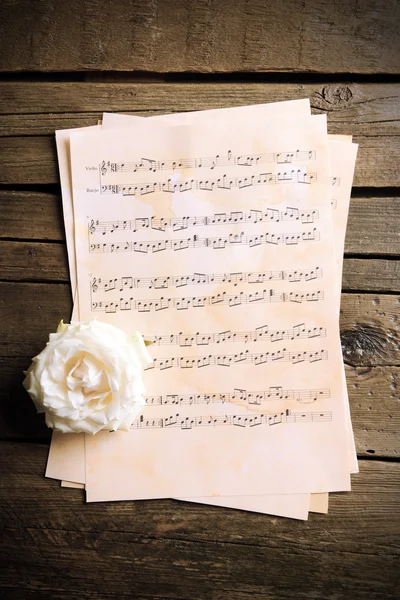 Nádherná růže na notový papír — Stock fotografie