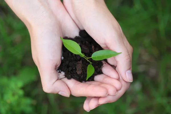 Planta y suelo en manos femeninas sobre hierba verde, primer plano — Foto de Stock