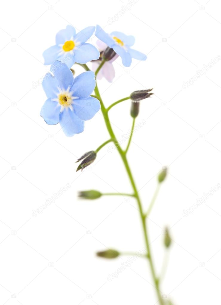 Forget-me-nots flowers