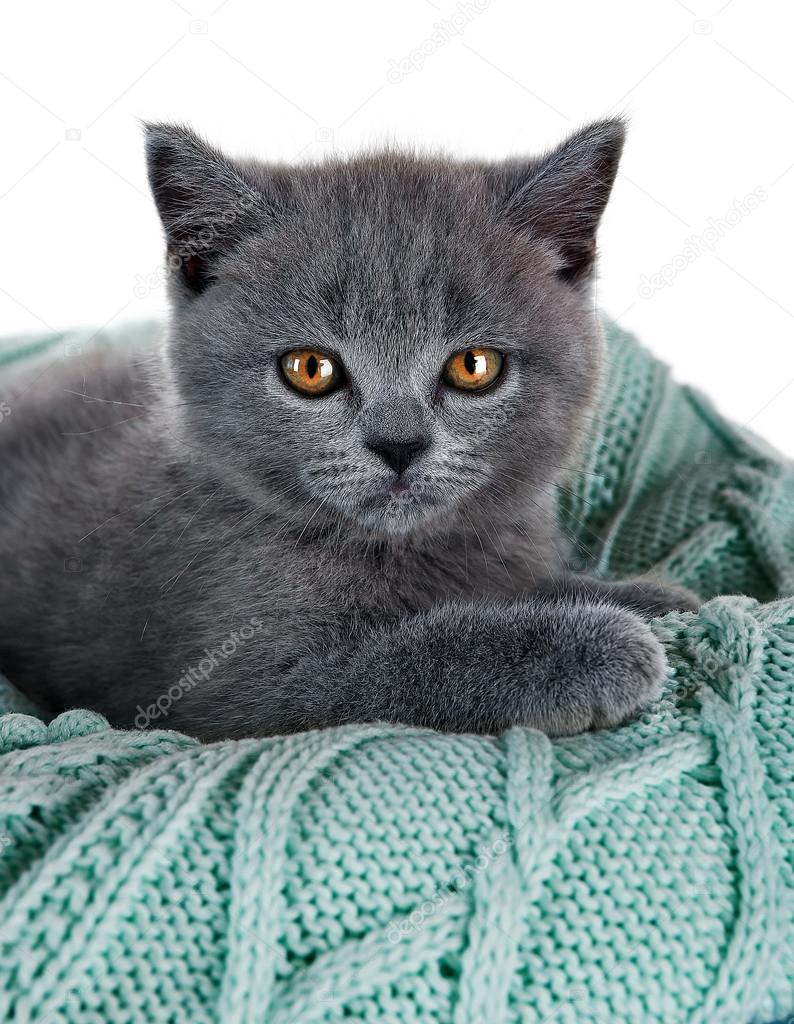 kedi görselleri