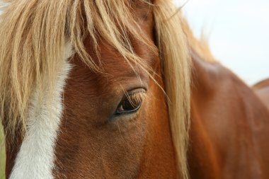 güzel kahverengi at portresi