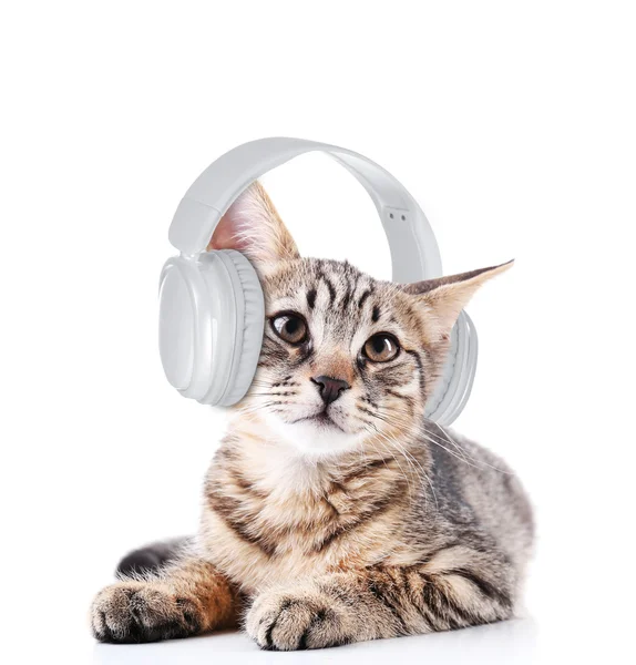 Lindo gatito con auriculares aislados en blanco —  Fotos de Stock