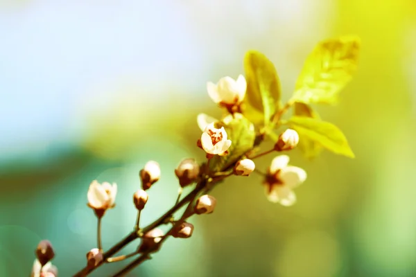 Cherry blossoms close up — Stock Photo, Image