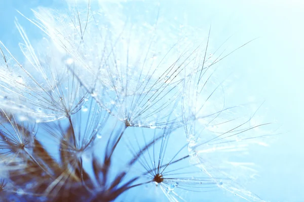 Beautiful dandelion with seeds — Stock Photo, Image