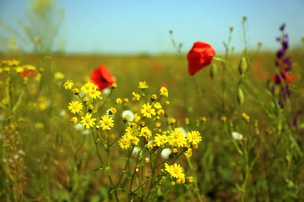 Красивые цветы в поле — стоковое фото