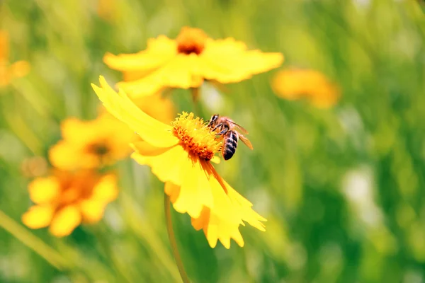 美丽的花朵和蜜蜂，在户外 — 图库照片