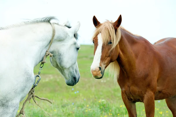 Dwa piękne konie — Zdjęcie stockowe