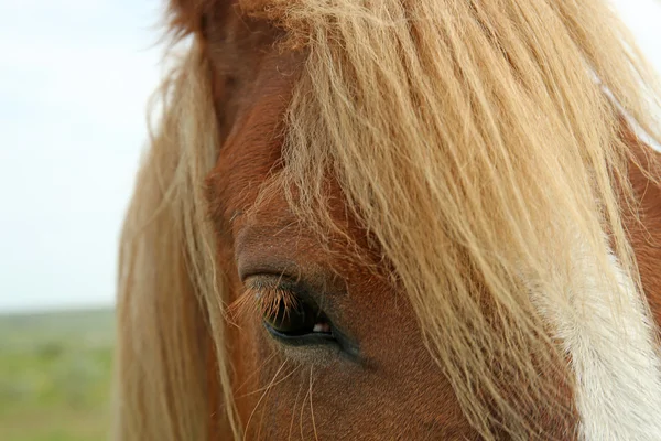 Portrait of beautiful brown horse — Stock Photo, Image