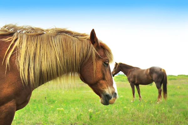 Bruna hästar betar på ängen — Stockfoto