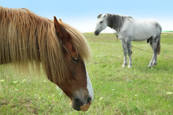 Zwei schöne Pferde — Stockfoto