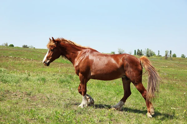 Schönes braunes Pferd weidet auf der Weide — Stockfoto