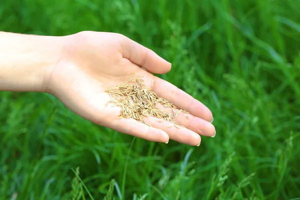 Tarwe in vrouwelijke hand op groen gras achtergrond — Stockfoto