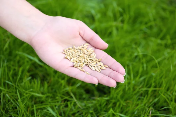 Ziarna pszenicy w ręce kobiece na tle zielonej trawie — Zdjęcie stockowe