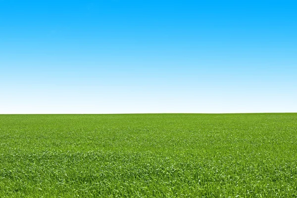 Spring green field — Stock Photo, Image