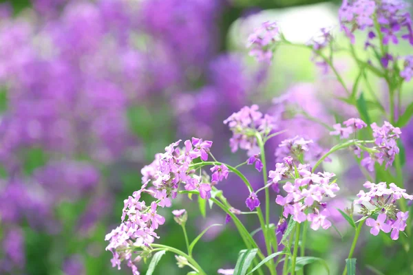 Closeup of purple wildflowers — Stock Photo, Image