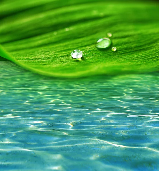 Green leaf with droplets on water background Stock Picture
