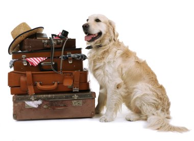 beyaz izole bavul ile şirin labrador