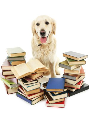 labrador yığın üzerinde beyaz izole kitap ile portresi